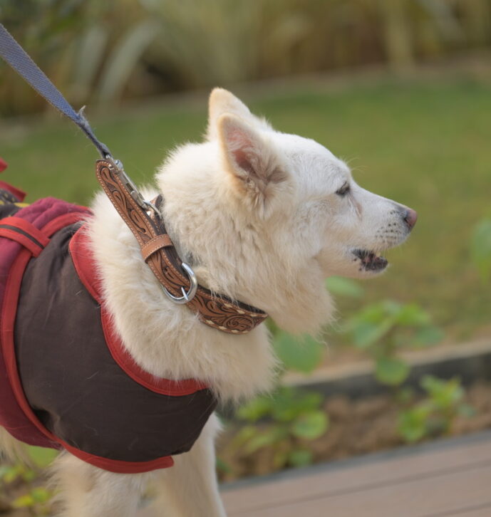Tooled Leather Dog Collar – DC02 (Min 3pcs)